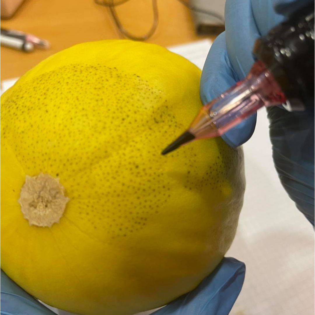 smp melon2